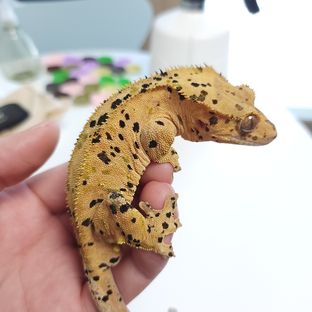 레오