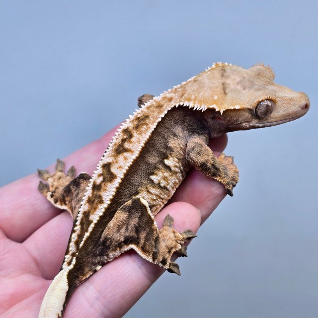 노멀 익스트림할리퀸 핀스트라이프