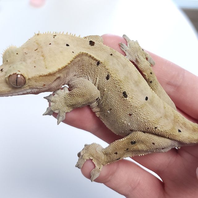 달마시안 다크 레드
