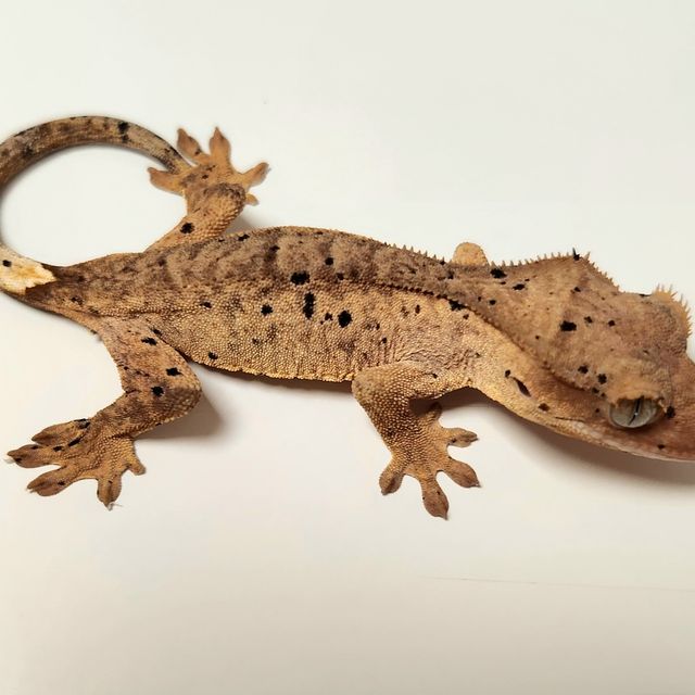 슈퍼달마시안