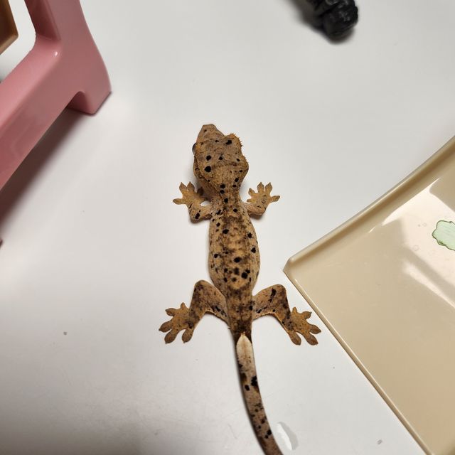 옐로우 슈퍼달마시안