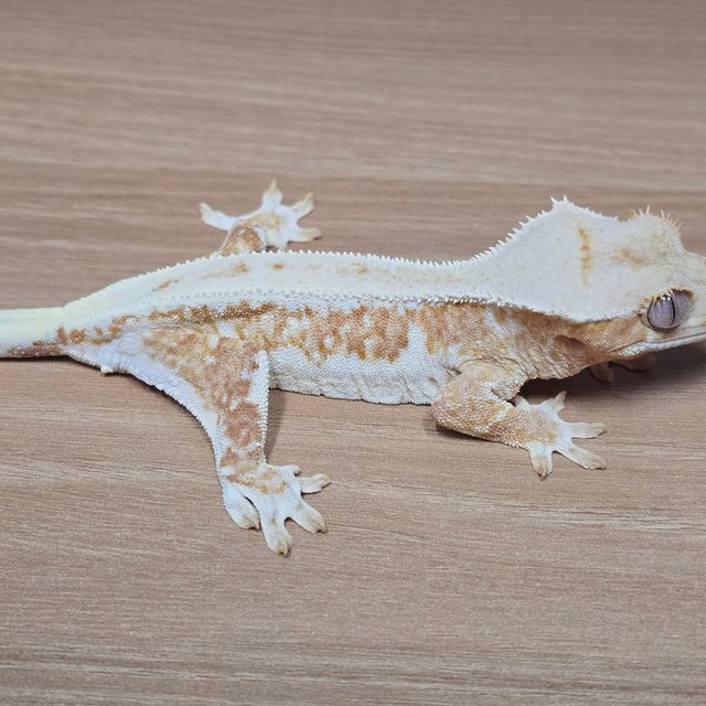 릴리화이트 크림시클