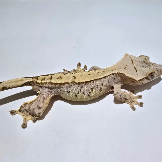 노멀 벅스킨 옐로우 크림