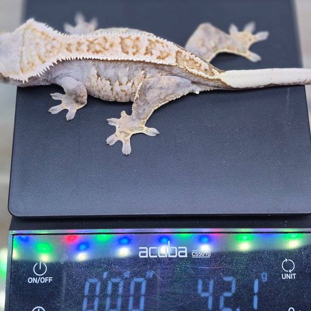 익스트림할리퀸