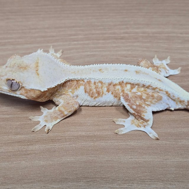 릴리화이트 크림시클