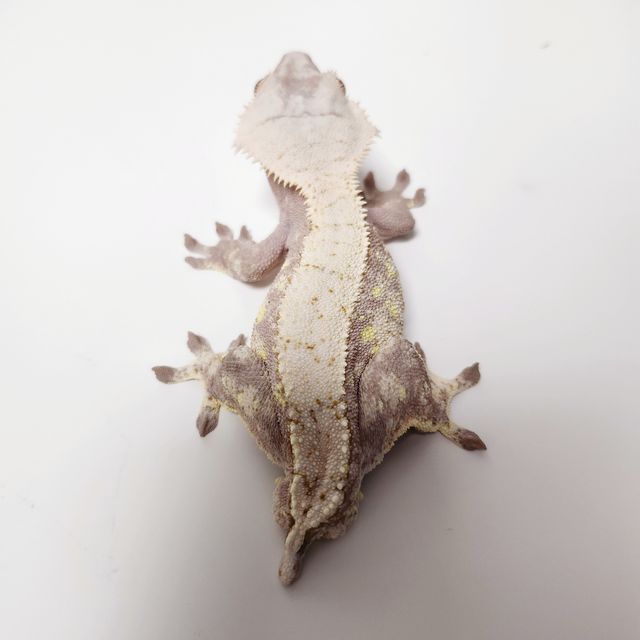 레드 익스트림할리퀸
