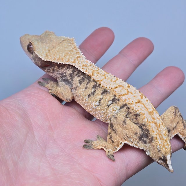 트라이 익스트림할리퀸