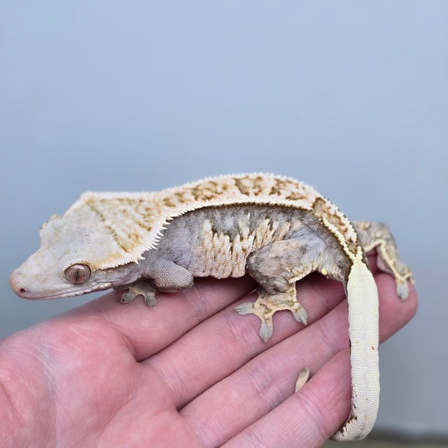 익스트림할리퀸