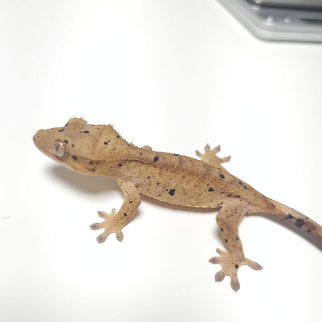 슈퍼달마시안