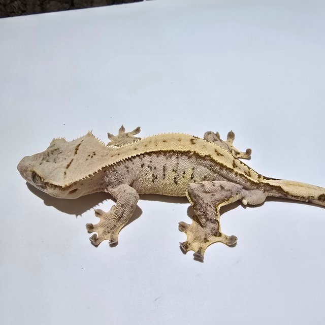 노멀 벅스킨 옐로우 크림