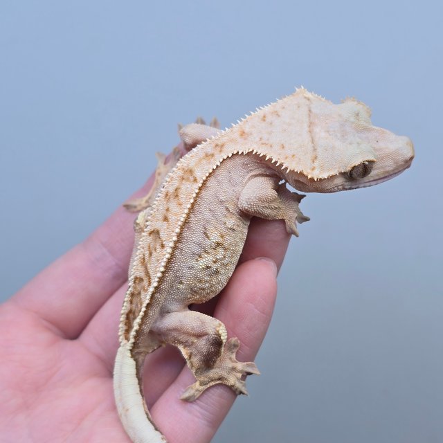 핀스트라이프 쿼드 풀핀