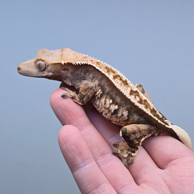 노멀 익스트림할리퀸 핀스트라이프