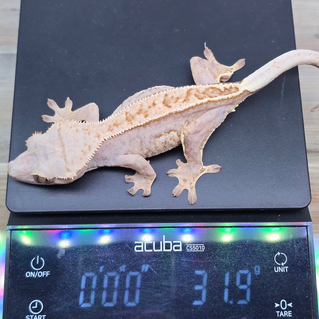 핀스트라이프 쿼드 풀핀