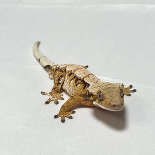 트라이 익스트림할리퀸 텐저린