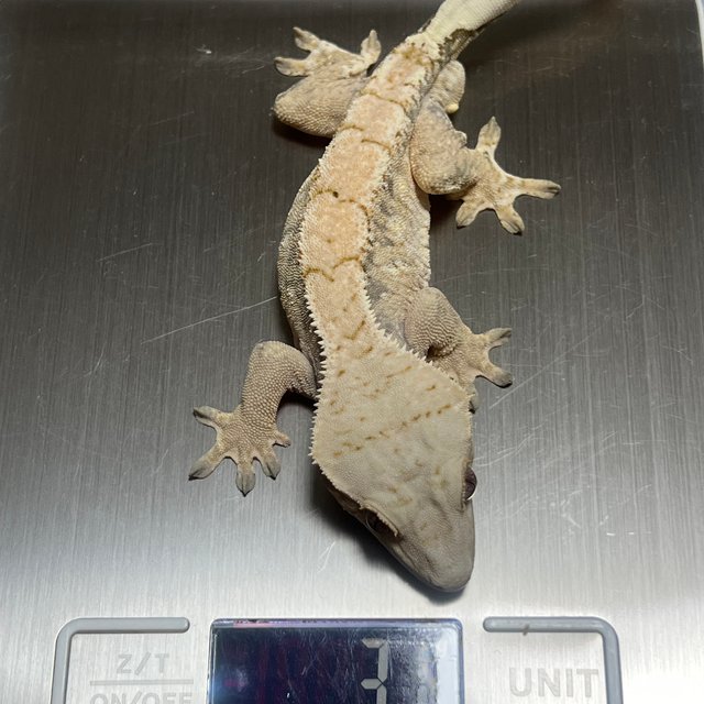 트라이 익스트림할리퀸 텐저린