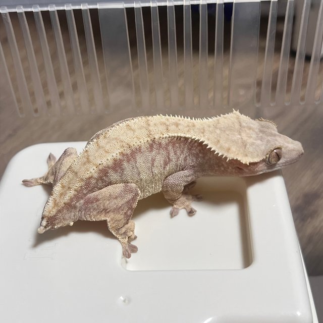 노멀 익스트림할리퀸 레드