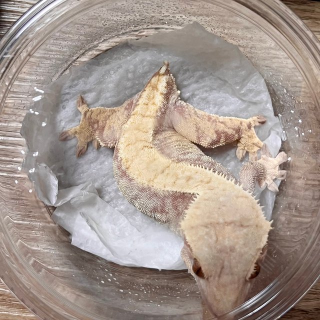 노멀 익스트림할리퀸 레드