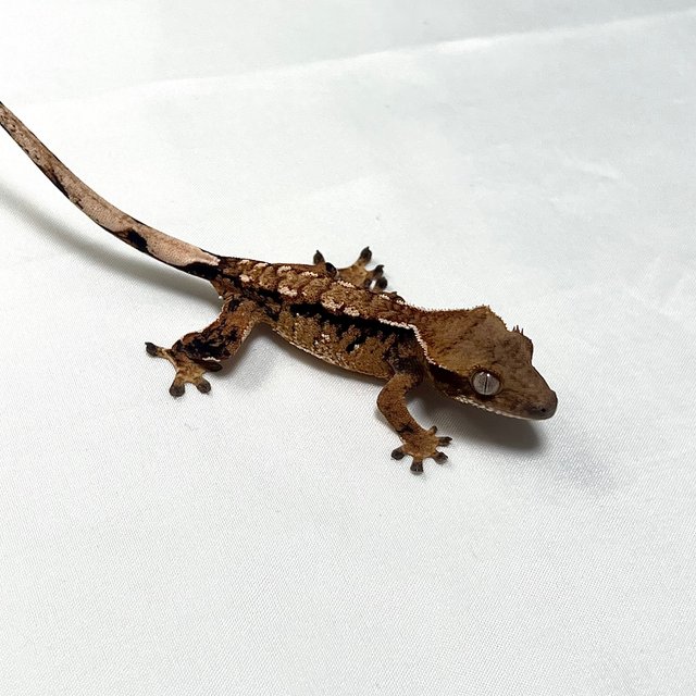 트라이 익스트림할리퀸 타이거