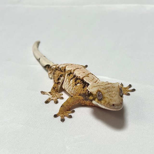 트라이 익스트림할리퀸 텐저린