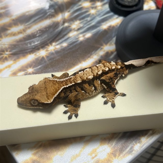 트라이 익스트림할리퀸 타이거