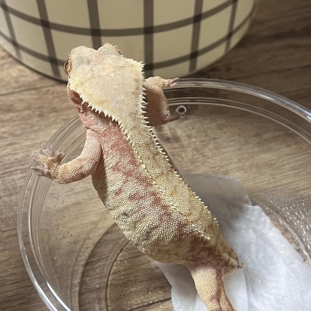 노멀 익스트림할리퀸 레드