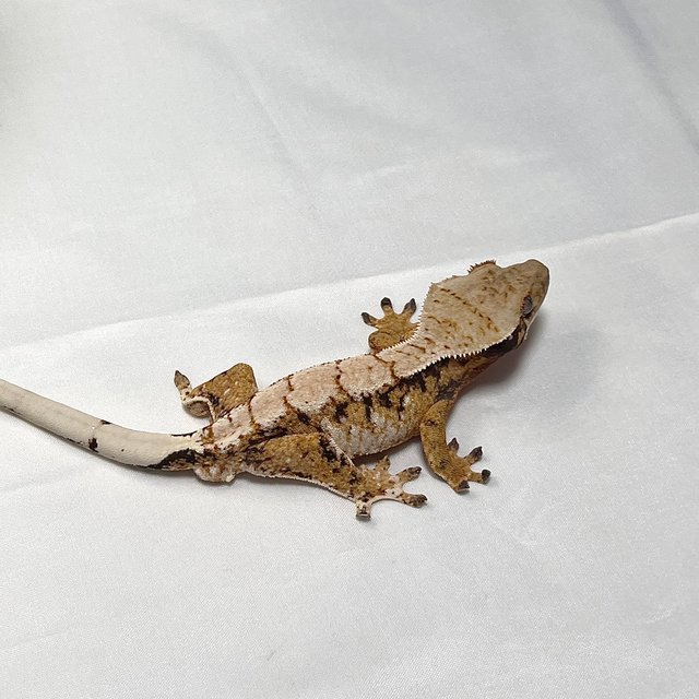 트라이 익스트림할리퀸 텐저린