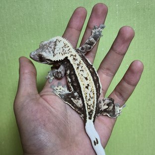 노멀 쿼드 핀스트라이프 엠티백 화이트핀