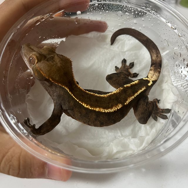 카푸치노 엠티백 풀핀 다크