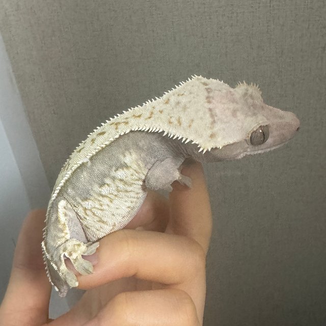 노멀 쿼드 화이트스팟