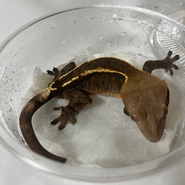 카푸치노 엠티백 풀핀 다크