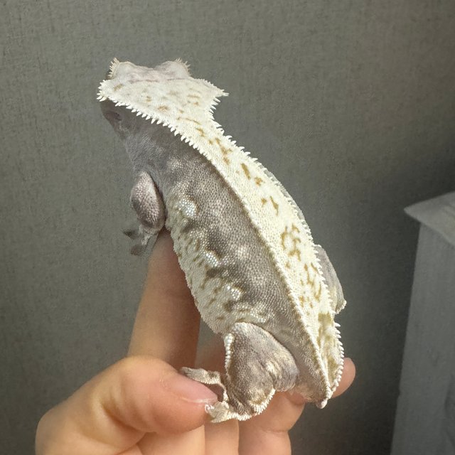 노멀 쿼드 화이트스팟