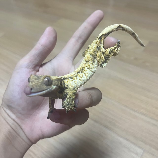 노멀 솔리드백 화이트스팟 드리피 트라이