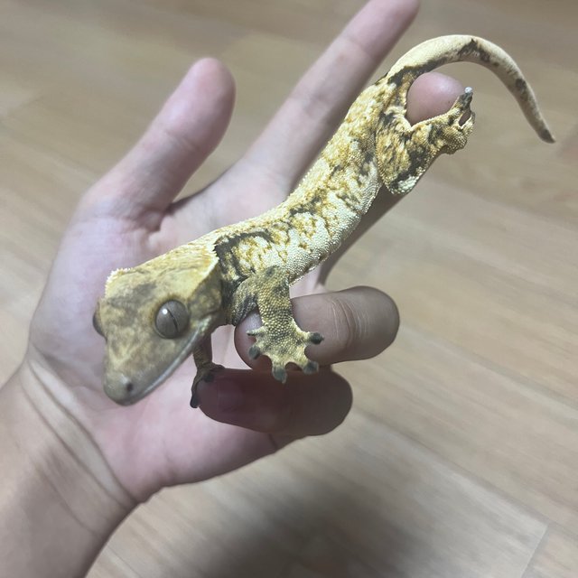 노멀 솔리드백 화이트스팟 드리피 트라이