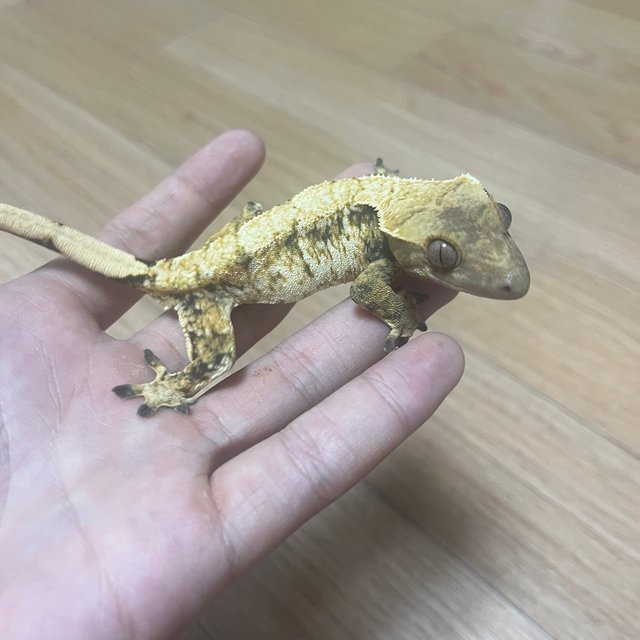 노멀 솔리드백 화이트스팟 드리피 트라이