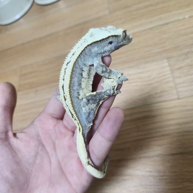 노멀 쿼드 풀핀