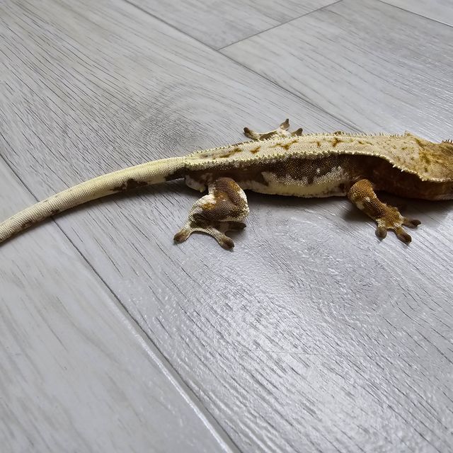 릴리100%헷아잔틱
