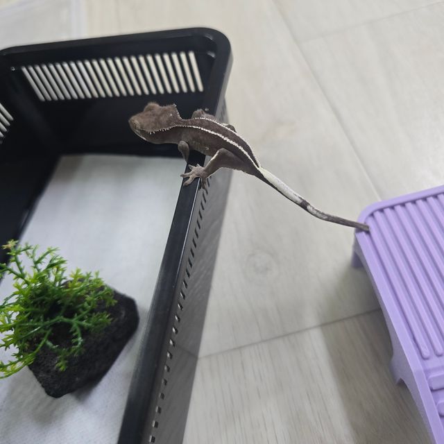 아잔틱