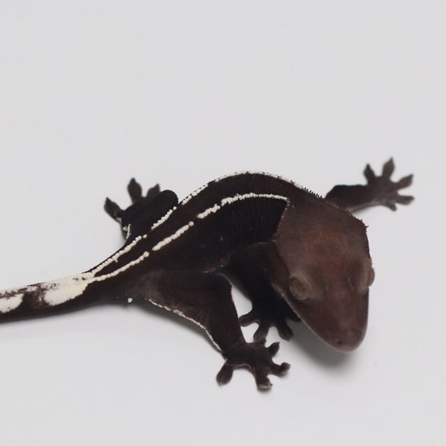 아잔틱