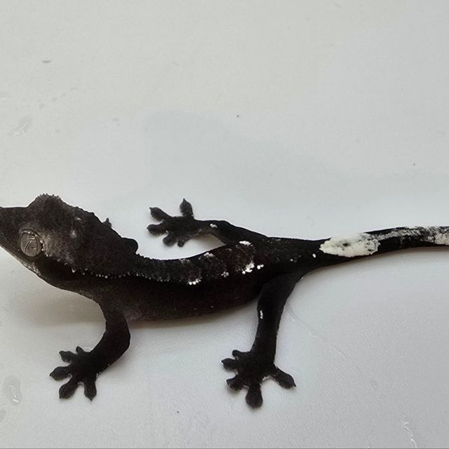 아잔틱