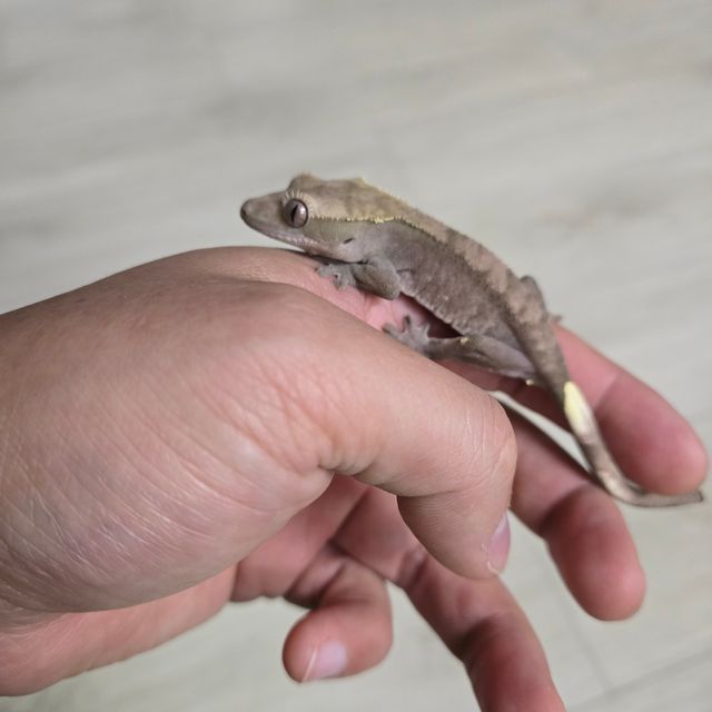 아잔틱