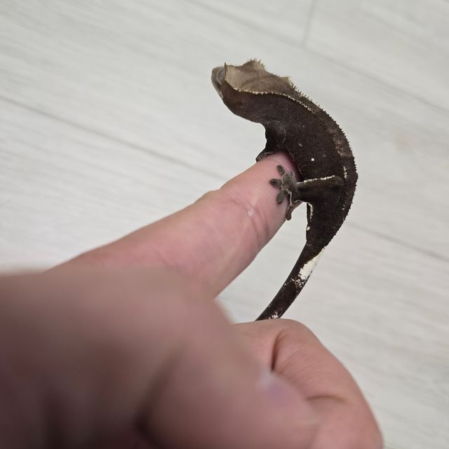 아잔틱