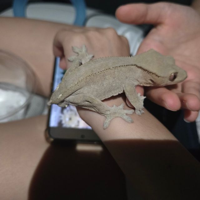100%헷아잔틱 세이블