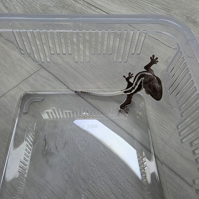 릴잔틱
