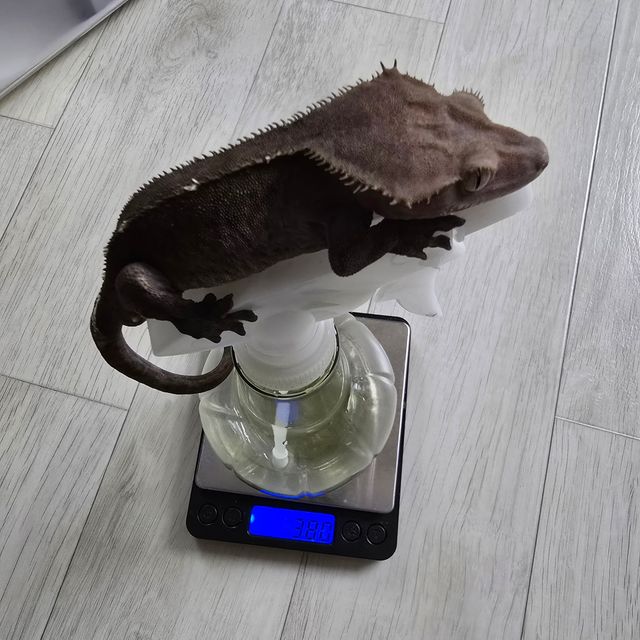 아잔틱 릴리100%헷아잔틱