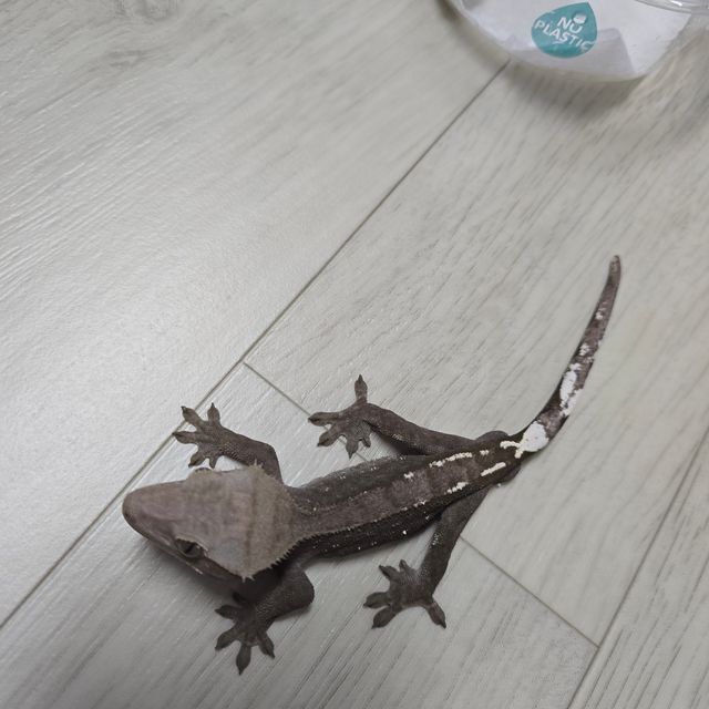 아잔틱