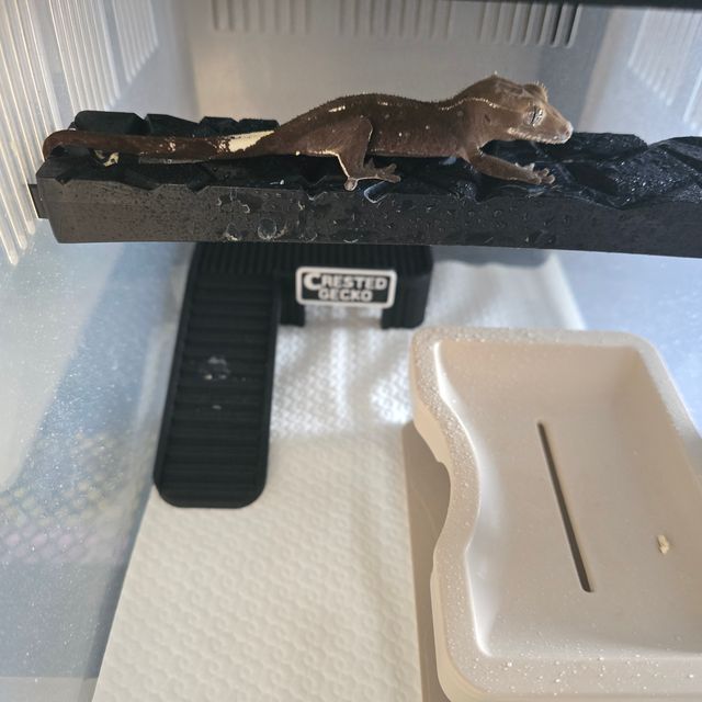 아잔틱