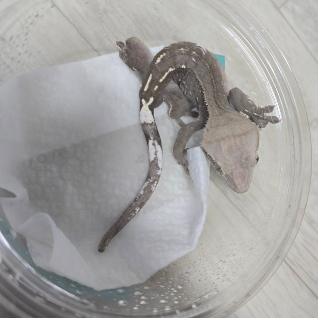 아잔틱