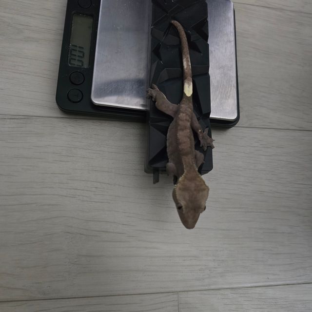 아잔틱
