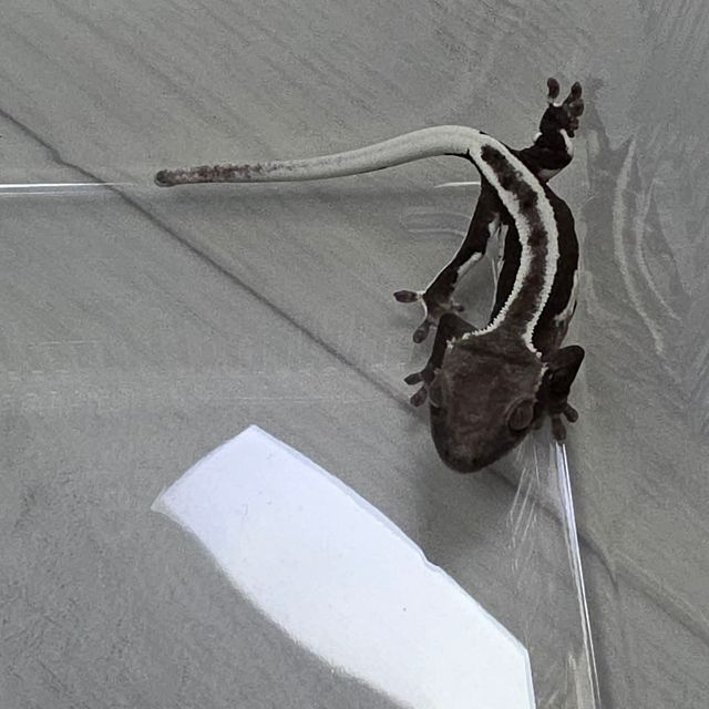 릴잔틱