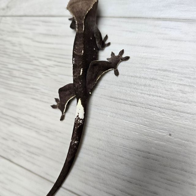 아잔틱